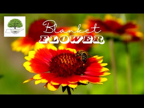 TN Nursery video on Blanket Flower
