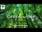 TN Nursery video on American Beech Tree
