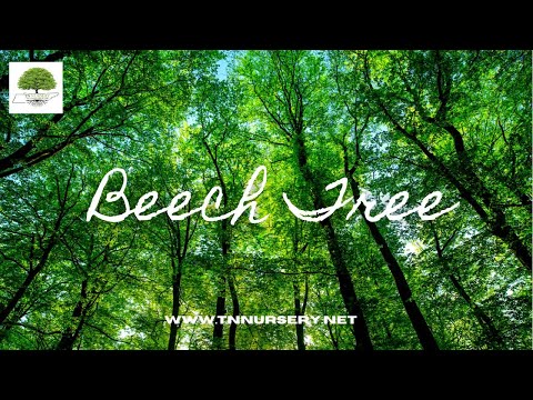 TN Nursery video on  American Beech Tree
