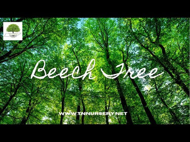 TN Nursery video on American Beech Tree
