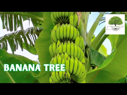 TN Nursery video on  Banana Tree
