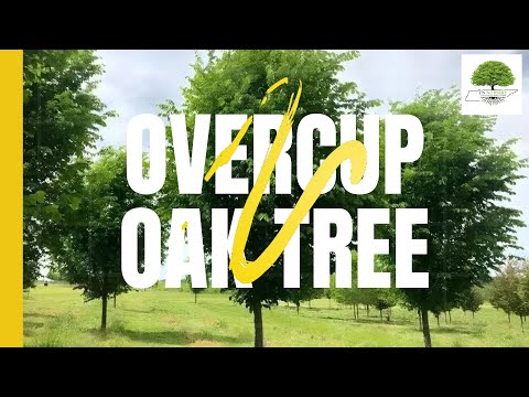 TN Nursery video on Overcup Oak Tree
