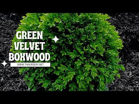 TN Nursery video on  Green Velvet Boxwood
