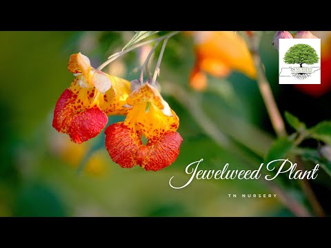 TN Nursery video on  Jewelweed Plant
