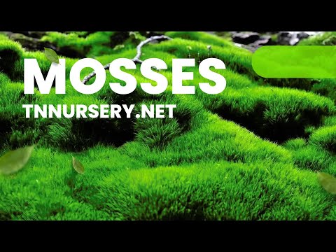 TN Nursery video on  mosses
