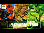 TN Nursery video on  Memorial Tree
