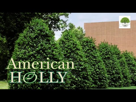 TN Nursery video on  American Holly
