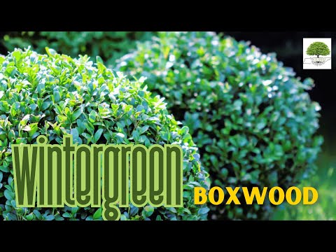 TN Nursery video on Wintergreen Boxwood
