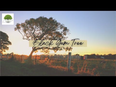 TN Nursery video on  Black Gum Trees 