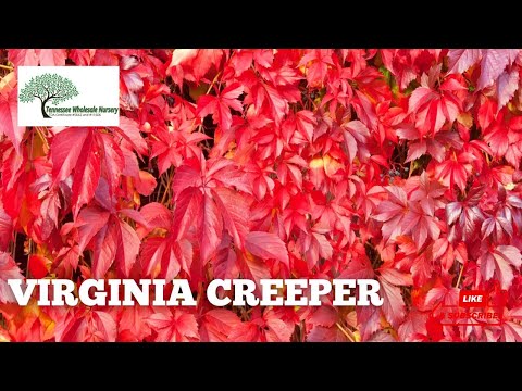 TN Nursery video on Virginia Creeper
