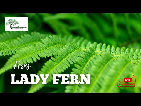 TN Nursery video on  Lady Fern
