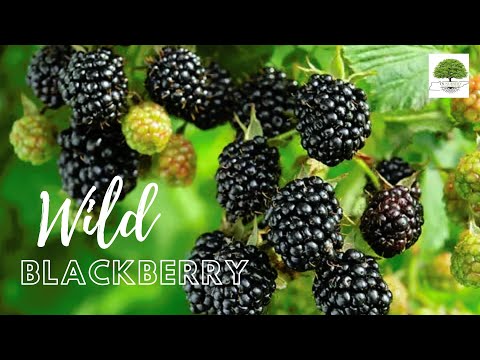 TN Nursery video on  Blackberries
