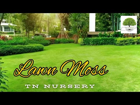 TN Nursery video on  Lawn Moss
