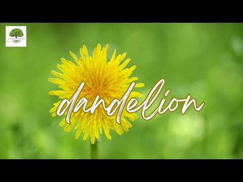 TN Nursery video on DANDELION PLANT 