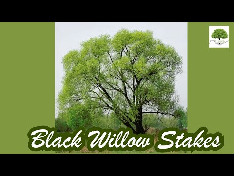 TN Nursery video on  Black Willow Stakes