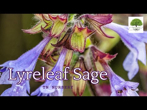 TN Nursery video on  Lyreleaf Sage
