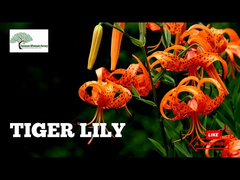 TN Nursery video on  Tiger Lily