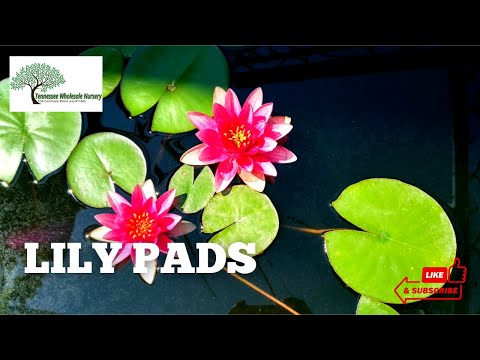 TN Nursery video on  Water Lily
