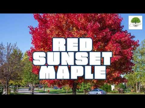 TN Nursery video on  Red Sunset Maple
