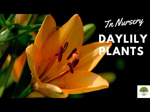 TN Nursery video on Daylily plants