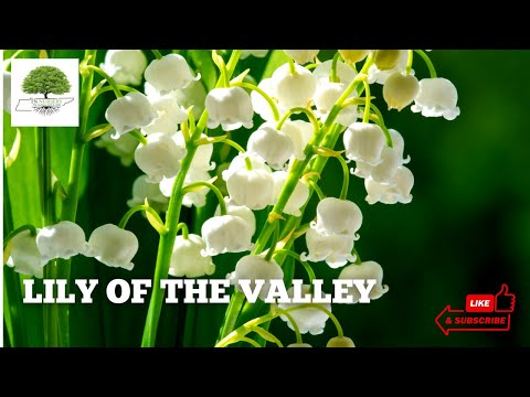 TN Nursery video on  Lily Of The Valley
