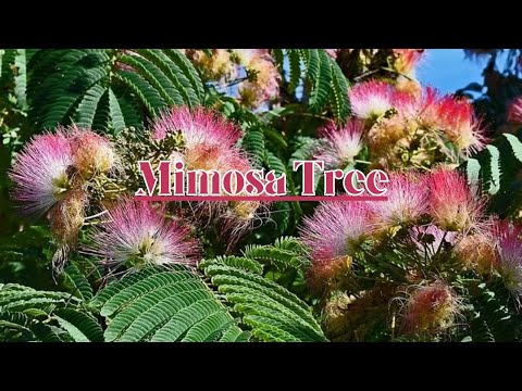 TN Nursery video on  Mimosa Tree
