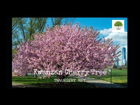 TN Nursery video on  Kwanzan Cherry Tree 
