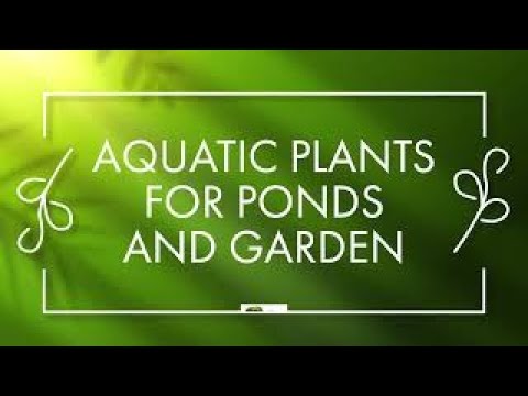 TN Nursery video on 
Aquatic Plants