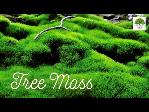 TN Nursery video on  Tree Moss
