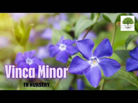 TN Nursery video on  Vinca Minor
