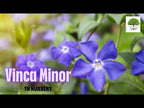 TN Nursery video on  Vinca Minor

