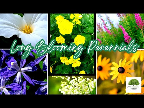 TN Nursery video on Perennial plants
