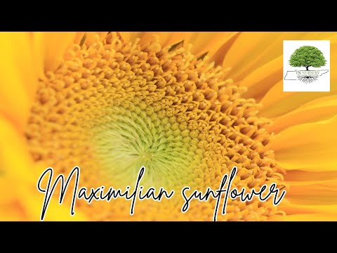 TN Nursery video on  Maximilian Sunflower
