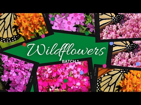 tn wildflower seeds 25 Colorful Wildflowers, Colorful Flowers, Butterflies, Zones 3-9