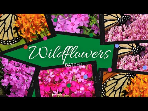 TN Nursery video on  Colorful Wildflower plants

