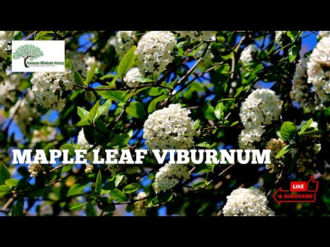 TN Nursery video on  Mapleleaf Viburnum
