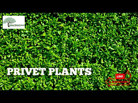 TN Nursery video on    Privet Hedge
