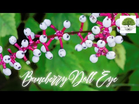 TN Nursery video on  Baneberry Doll Eye 
