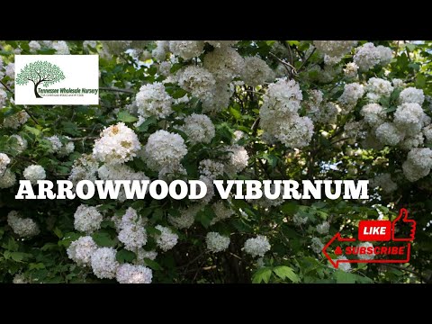 TN Nursery video on  Arrowwood Viburnum
