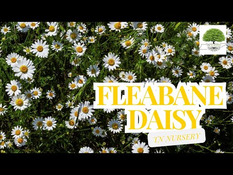 TN Nursery video on Fleabane Daisy


