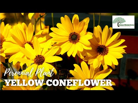 TN Nursery video on Yellow Coneflower
