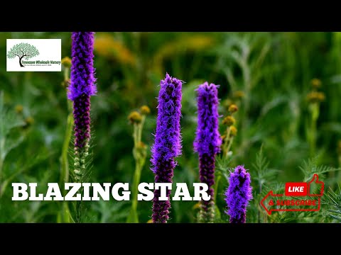 TN Nursery video on Blazing Star