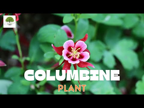 TN Nursery video on Columbine Plant
