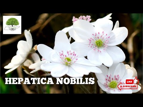 TN Nursery video on  Hepatica Perennial
