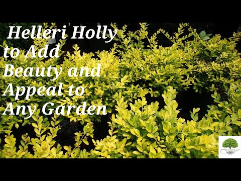 TN Nursery video on  Helleri Holly
