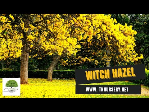 TN Nursery video on Witch Hazel
