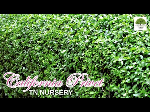 TN Nursery video on California Privet
