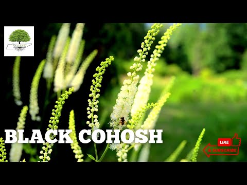 TN Nursery video on  Black Cohosh
