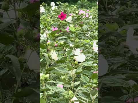 TN Nursery video on   Pink Swamp Rose Mallow