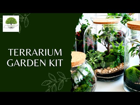 TN Nursery video on  Terrarium Plant Kit
